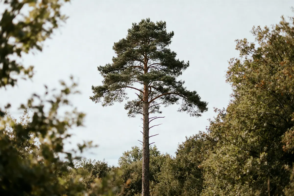Arbre définition : Explorez ce végétal essentiel pour la forêt.