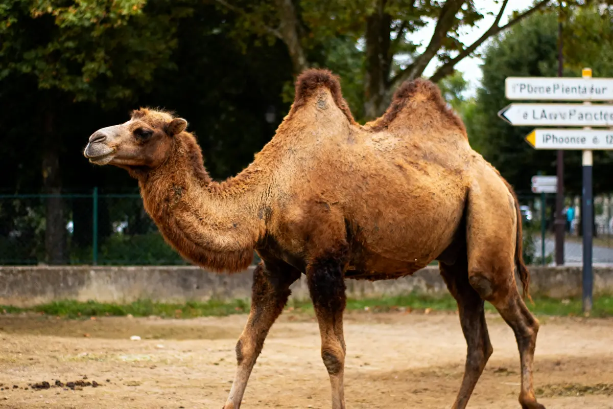 Couleur camel : Comment associer et porter cette teinte ?